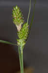 Fuzzy wuzzy sedge